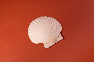 White Seashell on a brick color background.