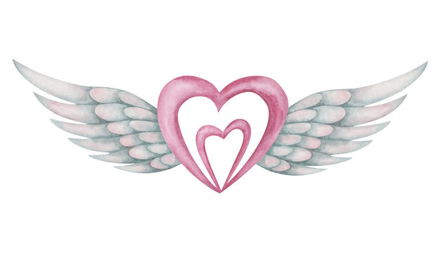Watercolor illustration of hand painted pink heart with grey bird spread wing feathers as angel Cupid, cherub. Isolated clip art element for birthday, wedding invitation. Love card for Valentine's Day