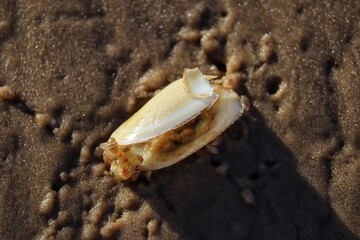 The beauty of the shells found on the edge of the beach at dusk.