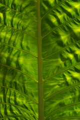 full frame leaf texture elephant ear is very beautiful green light.