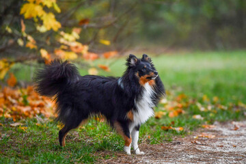 AUT, Hund, Hunde, Arrigo und Luigi
