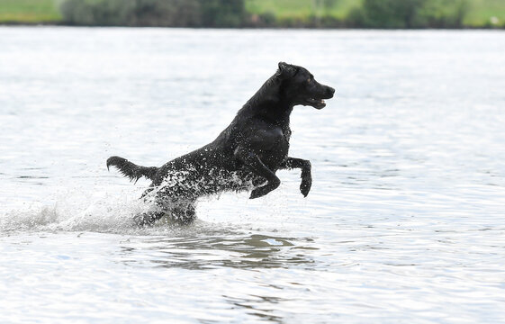 AUT, badende Hunde, Donau