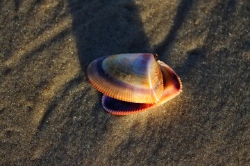 The beauty of the shells found on the edge of the beach at dusk.