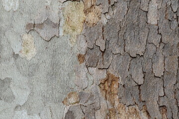 bark texture of plane tree