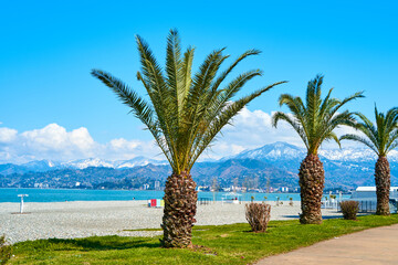 A row of palm trees along the embankment line on the seashore in Batumi