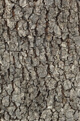 bark texture of plane tree