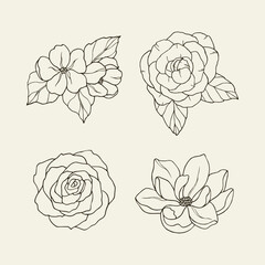 Set of hand drawn jasmine, camellia, rose, magnolia - obrazy, fototapety, plakaty