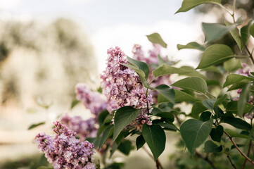 branches of terry lilac blossomed in full bloom of purple spring flowers petals among the leaves of shrub in a flower garden in nature. tinted in natural muted earthy tones. very pery and green colors © Ksenia