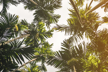 Trees and palm leaves with sunlight on sunny summer days. - obrazy, fototapety, plakaty