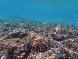 Fototapeta na wymiar Underwater world of the Red Sea. Beautiful corals and fish underwater. Freediving.