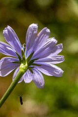 Cichorium intybus flower growing in meadow, close up 	