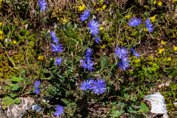Fototapeta premium Cichorium intybus flower growing in meadow, close up shoot 