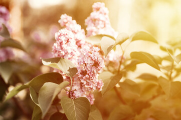 branches of terry lilac blossomed in full bloom of purple spring flowers petals among the leaves of...