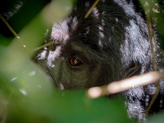 wild silver back gorilla peeking through the jungle