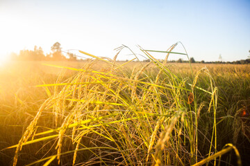 Landscape of gold rice fields. Soft focus of rice farm landscape with sunset
