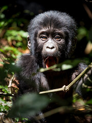 wild baby silver back gorilla peeking through the jungle