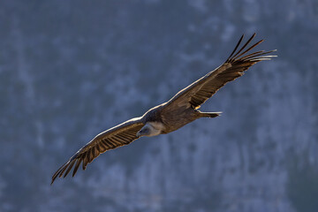Griffon vulture hovering in the air at Cairo Rock, France