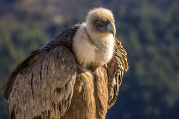 Portrait of a griffon vulture perched on the edge of a cliff, Rémuzat, France