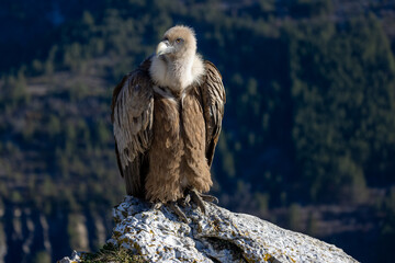 Portrait of a griffon vulture perched on the edge of a cliff, Rémuzat, France