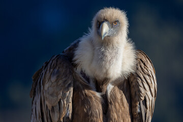 Portrait of a griffon vulture perched on the edge of a cliff, Rémuzat, France