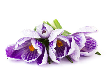crocus - one of the first spring flowers on white background