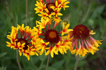 Four beautiful flowers with a convex double center and red-yellow funnel-shaped petals. Perennial plant - Gaillardia. Summer flowers. Top view