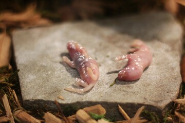 two dead baby mice
