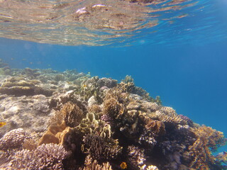 Underwater world of the Red Sea. Beautiful corals and fish underwater. Freediving.