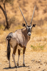 Gemsbok in the Kgalagadi