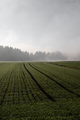 Green fields with fog