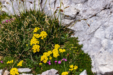 Alyssum ovirense flower growing in mountains, close up shoot	