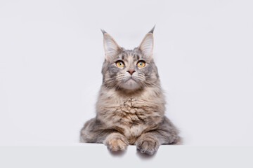 Funny large longhair gray kitten with beautiful big brawn  eyes. Lovely fluffy cat Maine Coon breed lying on white table. Free space for text.