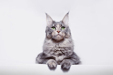 Funny large longhair gray kitten with beautiful big green eyes. Lovely fluffy cat Maine Coon breed lying on white table. Free space for text.