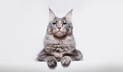 Funny large longhair gray kitten with beautiful big blue eyes. Lovely fluffy cat Maine Coon breed lying on white table. Free space for text.
