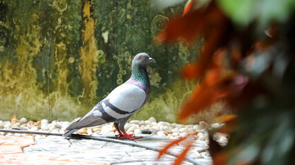 Pigeon or Rock Dove on floor rock in nature garden background. Animal concept.