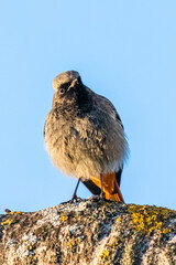 Common Redstart perched on a branch