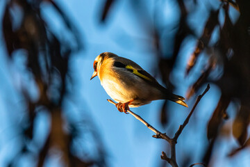 European Goldfinch perched on a branch