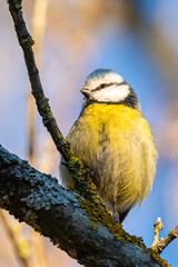 Eurasian Blue Tit perched on a branch