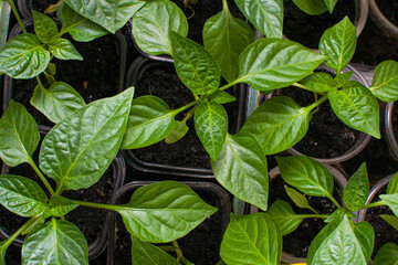 Garden and vegetable garden.Spring planting. Sprouted bushes of young pepper. Little seedling in black soil