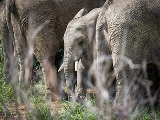 Wild african elephants in Queen Elizabeth National Park Uganda