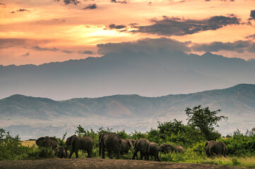Wild african elephants in Queen Elizabeth National Park Uganda