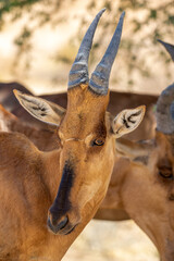 Fototapeta premium Red Hartebeest in the Kgalagadi