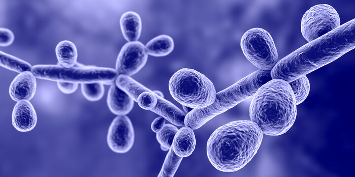 Candida tropicalis yeasts