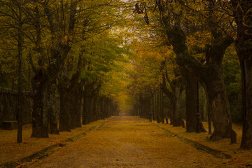 Fototapeta premium Park in autumn forest. Submerged towards the center of the earth.