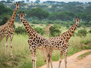 Wild giraffe in Queen Elizabeth National Park Uganda