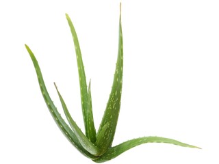 Aloe vera on white background. closeup photo, blurred.