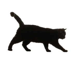 walking black cat on a white background