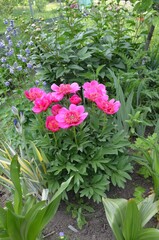 Blooming peony, scientific name Paeonia officinalis 'Anemoniflora'