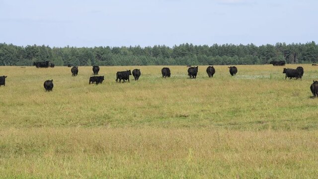 Herd of Black Angus cattle grazing in a pasture.