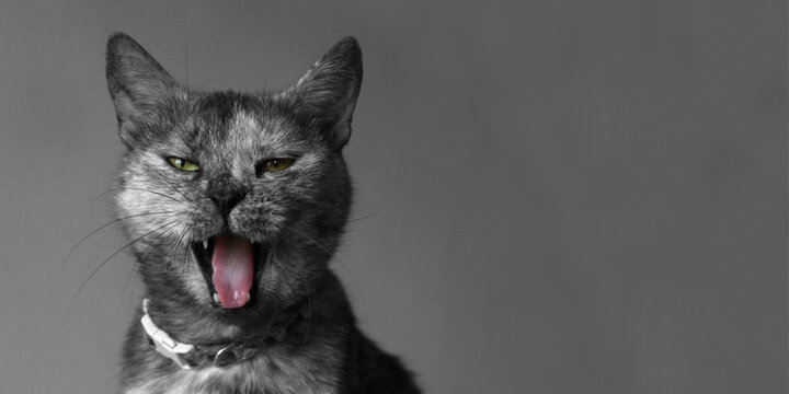 Yawning domestic cat. Black and white background. Photograph